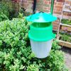 Dragonfli Box Tree Caterpillar Moth Trap - Includes 2 Pheromone Lures