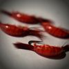 Kenders Tungsten Red Shrimp GLOW Jigs (5 Pack)
