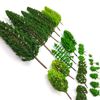 36 Pieces Model Trees 1.36-6 inch Mixed Model Tree Train Scenery Architecture