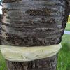 Andermatt Biogarten Tangle-Trap/Ant Barrier 156g