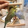 Mirror with Perch, Bird, Toy, Mirror, Perch, Toy