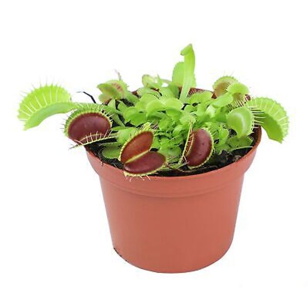 3 Inch Live Venus Fly Trap Live Plant, Dionaea Muscipula Venus Fly Trap Plant...