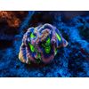 Bromine 120 mL - Trace Element for Saltwater Aquariums