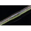JACKALL Flick Shake, 4.8 Inches, Cola Bluegill