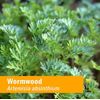 Herb Pharm Certified Organic Wormwood Liquid Extract for Digestive System Support - 1 Ounce