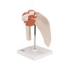 3B Corporation Shoulder Joint with Ligament Shoulder Joint Function Model (a80)