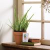Primitives by Kathy Aloe Plant Home Décor Sign