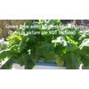 MASTERBLEND ® Tomato & Vegetable Fertilizer  4-18-38  (2 lbs) SHIPS FREE