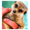 Activity Superstore Meet the Meerkats for Two