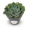 Echeveria Glauca Blue Rose Succulents, 4" Pot