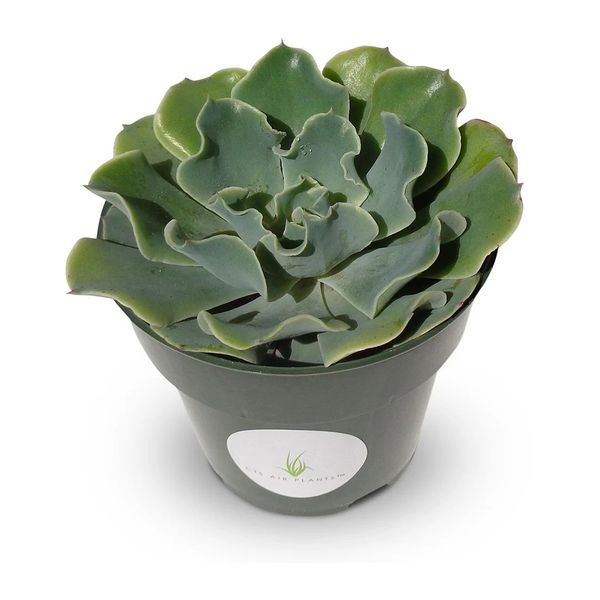 Echeveria Glauca Blue Rose Succulents, 4" Pot
