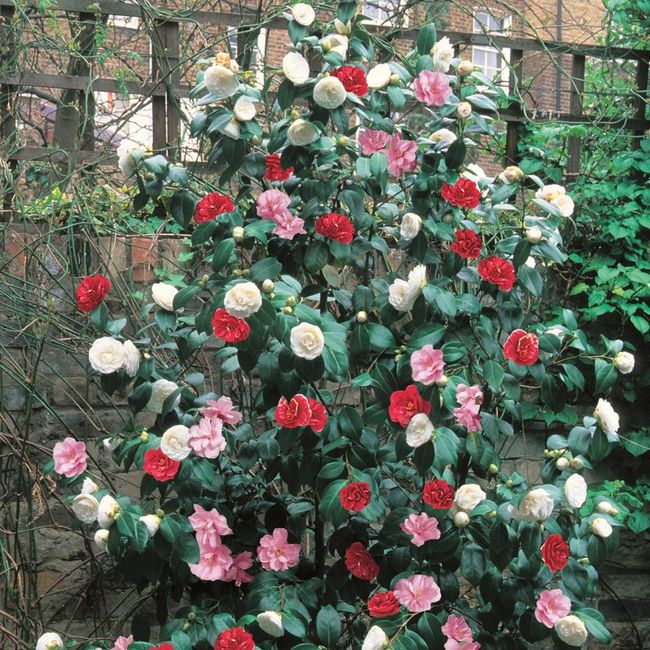 Camellia Tricolour - 1 shrub