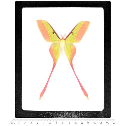 BicBugs Actias dubernardi Male Pink Yellow Saturn Moth China Rare Framed