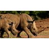 South Africa - The Motion Picture - DVD