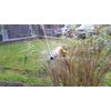 Green Gardener The Bug Blaster Environmentally Friendly Pest Control
