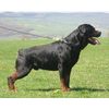 Dean and Tyler Wire Basket Muzzle, Size No. R4 - Large Rottweiler