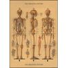 Decorative Wrap 20x28 Skeleton