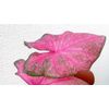 (2ct) Caladium Fannie Munson Bulbs #2 Fresh 2023