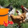 12PCS Chicken Automatic Watering Cups Drinker Waterer for Duck Quail Hen Poultry