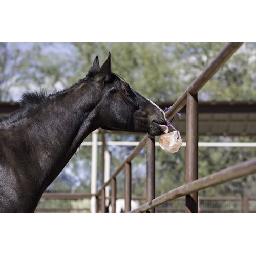 Horsemen's Pride Himalayan Salt Block on Rope for Horses, 2.2 Pounds, SS22