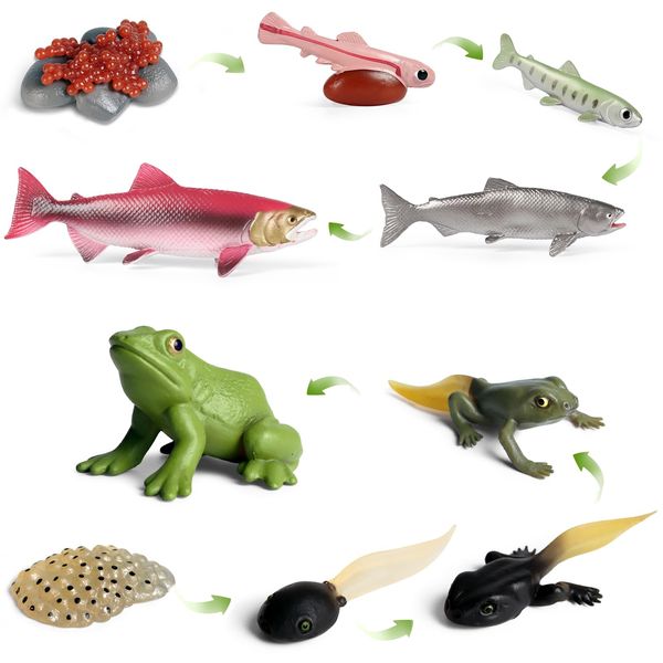 SIENON 10pcs Animal Life Cycle Figurines of Frog and Salmon Fish-Plastic Animal Growth Cycle Kit Egg Tadpole to Frog Montessori Lifecyle Toy Figures Learning Tools School Project Cake Topper for Kids