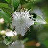 Myrtle 5ml Incent Essential Oil Essential Oil