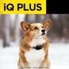 Dogtra iQ-PLUS Remote Trainer Dog Training Collar 400-Yard Expandable Waterproof
