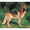 Dean and Tyler Wire Basket Muzzle, Size No. 11 - Newfoundland