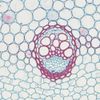 Alfalfa Stem, C.S., 12 M Microscope Slide