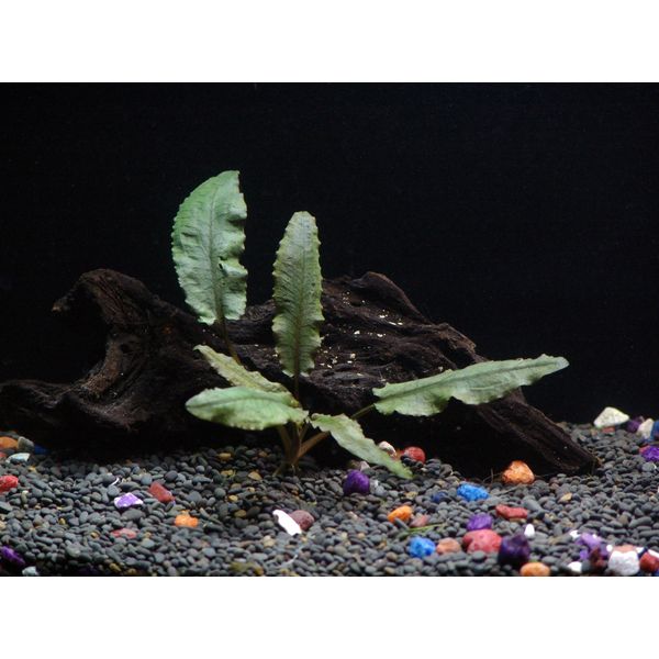 Cryptocoryne Wendtii Bronze - Beginner Tropical Live Aquarium Plant