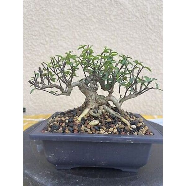 water jasmine bonsai trees