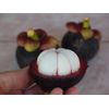 anti aging pills - Mangosteen Extract - regulate glucose levels 1B