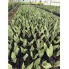 Snake Plant variety 4”