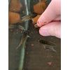 Josh's Frogs Brine Shrimp Flake (0.75 oz) Jar