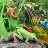 Safari Ltd Rainforest TOOB
