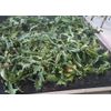 Wildcrafted 2024 Harvest Dried Wild Lettuce 1/2 Oz