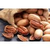 Georgia Pecan Seeds (15) / ORGANIC / DELICIOUS / IN SHELL  