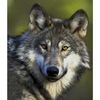 CafePress Lone Grey Wolf Mug 11 oz (325 ml) Ceramic Coffee Mug