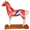 Veterinary Acupuncture Animal Model (Horse)