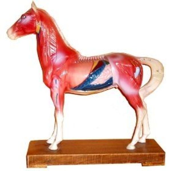 Veterinary Acupuncture Animal Model (Horse)