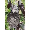 AUTHENTIC Colocasia Black Ripple  1 bulbs
