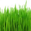 BARLEY GRASS No Additives MAX High Potency Chlorophyll Nutrition 100 V Capsules