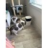 Smart pet feeder with video communication