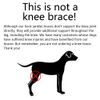 Dog Rear Leg Brace Supported Hock Protector Compression Knee Injury Joint Wrap