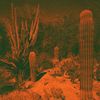 Anticipation (LP) [VINYL]