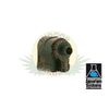 Maxi-Jet Water Pump MJ500