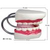 CMY Select Teeth Model, Teeth Model, Teeth Model, Large Model, Stepless, Opening/Closing Toothbrush Set