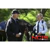 NCIS - Navy CIS - Season 14 (DVD) [DVD]