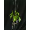 Dendrobium farmeri fma. petaloid   (L)