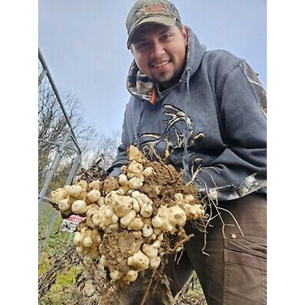 Jerusalem Artichokes Sunchokes - 5lb Live Tubers To Plant